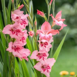 25 Glaïeuls nains roses - Un massif rose en un été