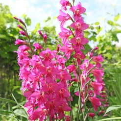25 Glaïeuls nains roses - Un massif rose en un été