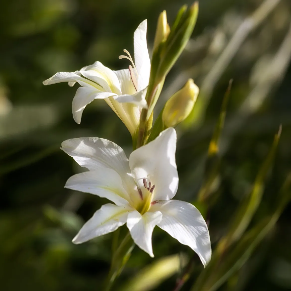 20 Glaïeuls nains The Bride - Fleurs blanches, effet garanti