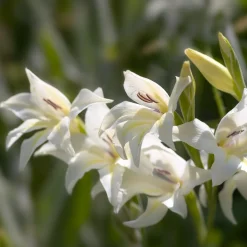 20 Glaïeuls nains The Bride - Fleurs blanches, effet garanti