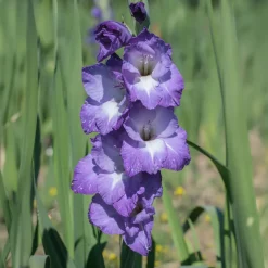 25 Glaïeuls Nori - Un violet qui claque tout l'été