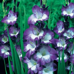 25 Glaïeuls Nori - Un violet qui claque tout l'été
