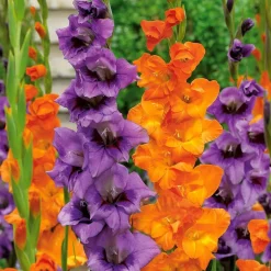 20 Glaïeuls orange et lilas - Un été haut en couleur
