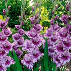 25 Glaïeuls Passos - Un violet qui capte la lumière