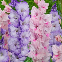 20 Glaïeuls Sweet Pastel Beauty en mélange - Des bouquets tout l'été