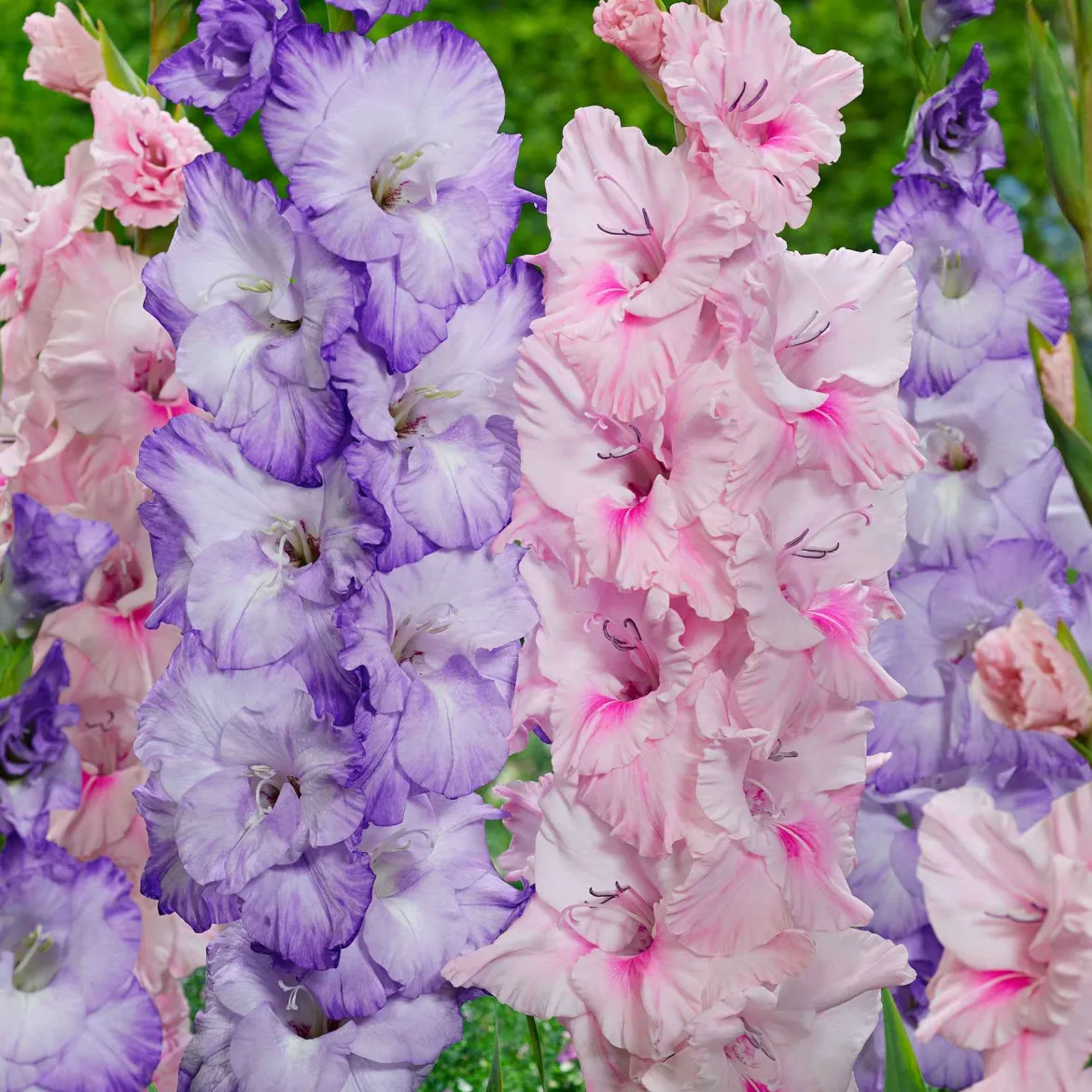 20 Glaïeuls Sweet Pastel Beauty en mélange - Des bouquets tout l'été