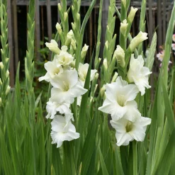 25 Glaïeuls White Prosperity - Un mur de fleurs blanches