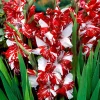 25 Glaïeuls Zizanie - Un rouge qui claque au jardin