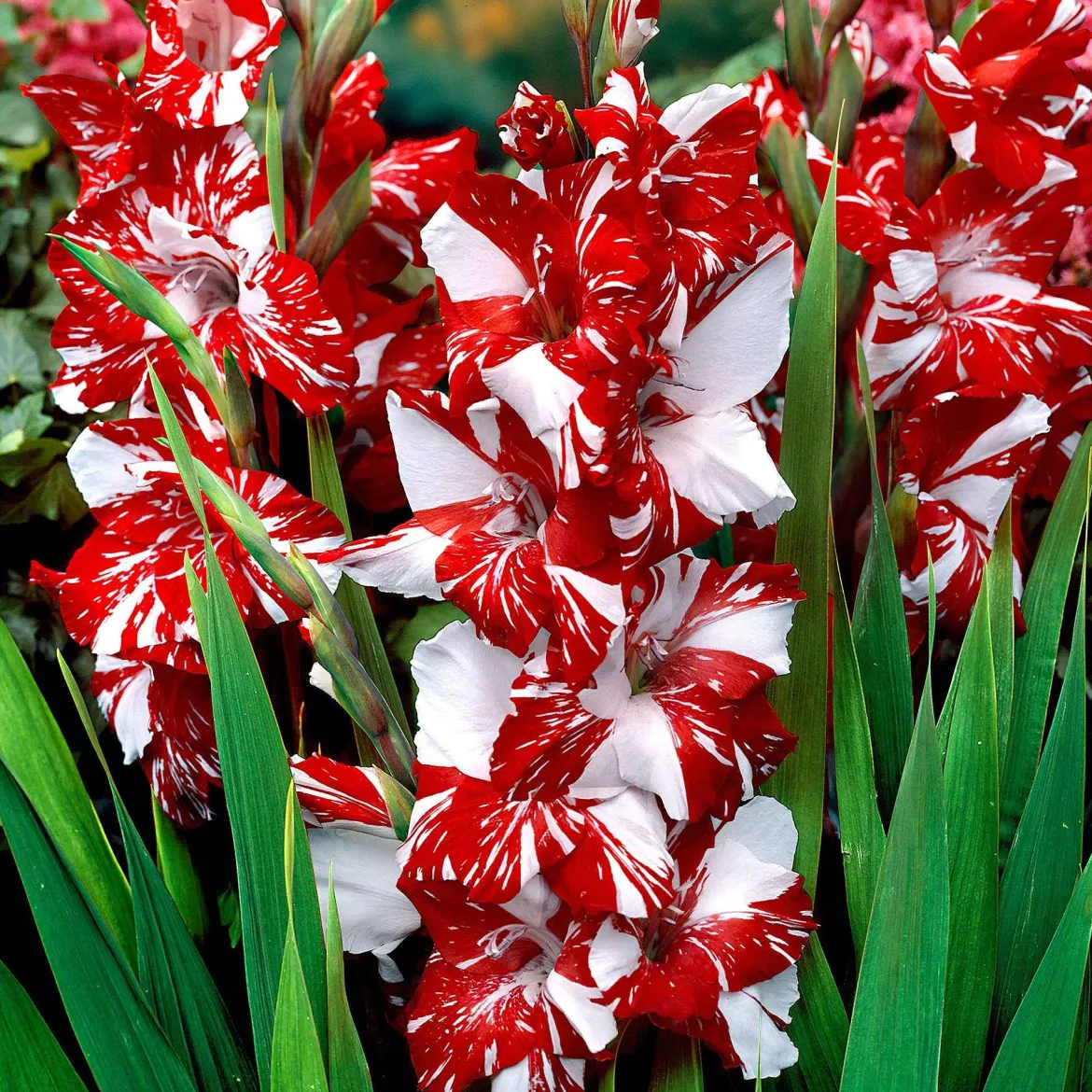 25 Glaïeuls Zizanie - Un rouge qui claque au jardin