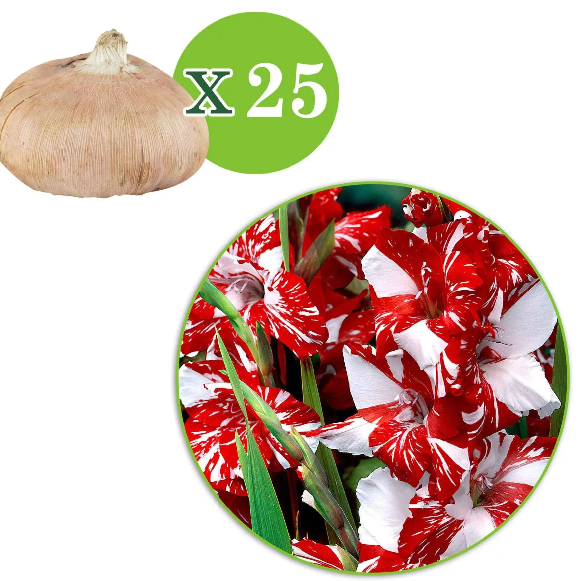 25 Glaïeuls Zizanie - Un rouge qui claque au jardin