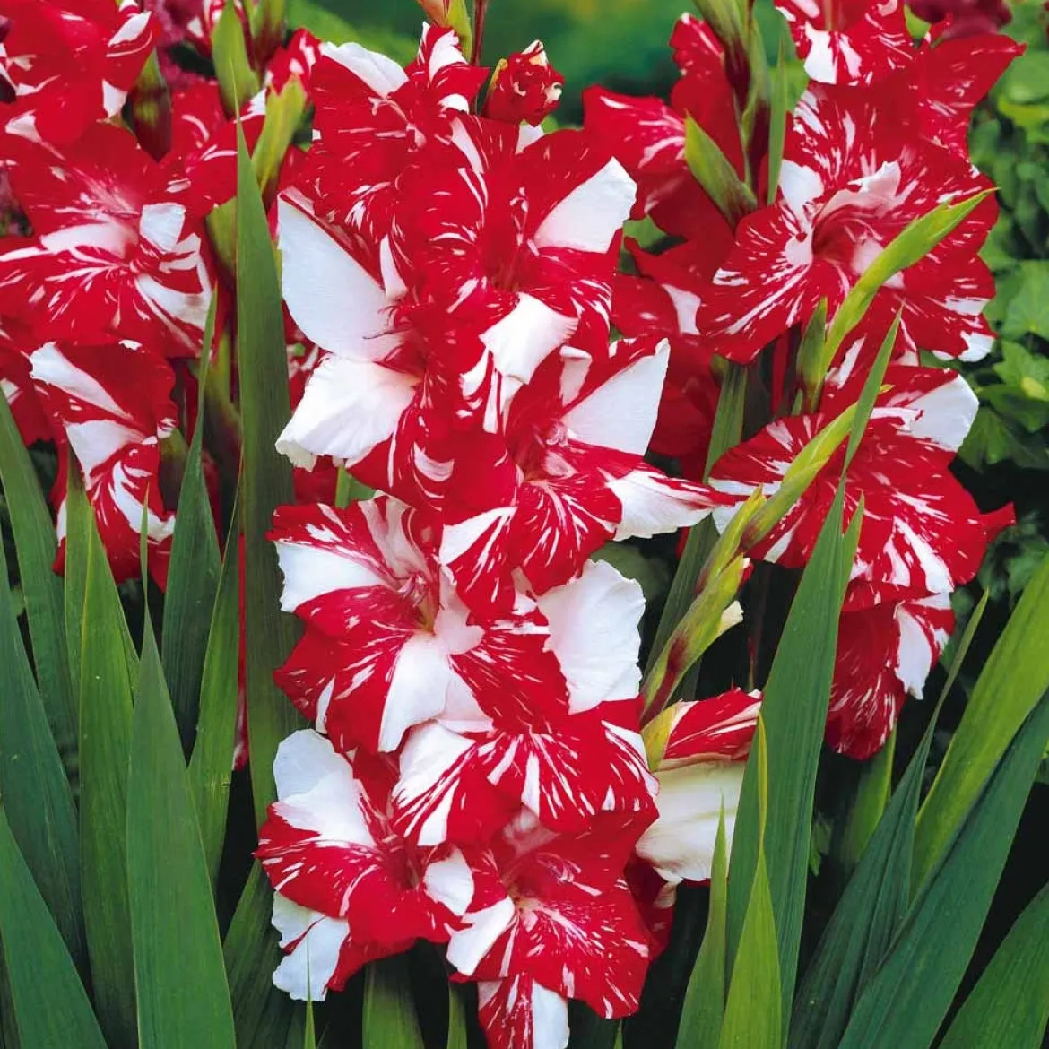 25 Glaïeuls Zizanie - Un rouge qui claque au jardin