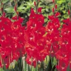 Glaïeul Traderhorn - Un rouge vif tout l'été