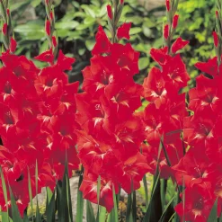 Glaïeul Traderhorn - Un rouge vif tout l'été