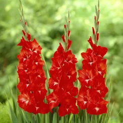 Glaïeul Traderhorn - Un rouge vif tout l'été