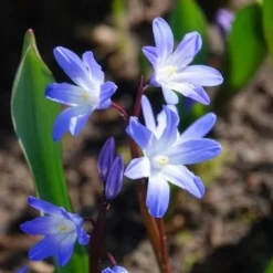 20 Gloire des Neiges 'Forbesii' - Un tapis bleu dès mars