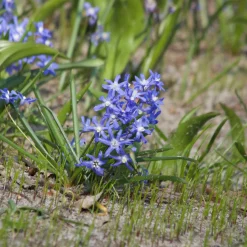 20 Gloire des Neiges 'Luciliae' - Le bleu qui perce l'hiver