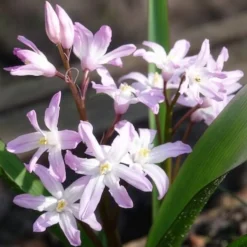20 Gloire des Neiges 'Pink Giant' - Un tapis rose dès mars