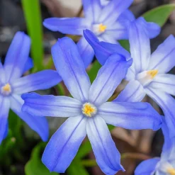 10 Gloires des neiges bleue - Un tapis bleu dès mars