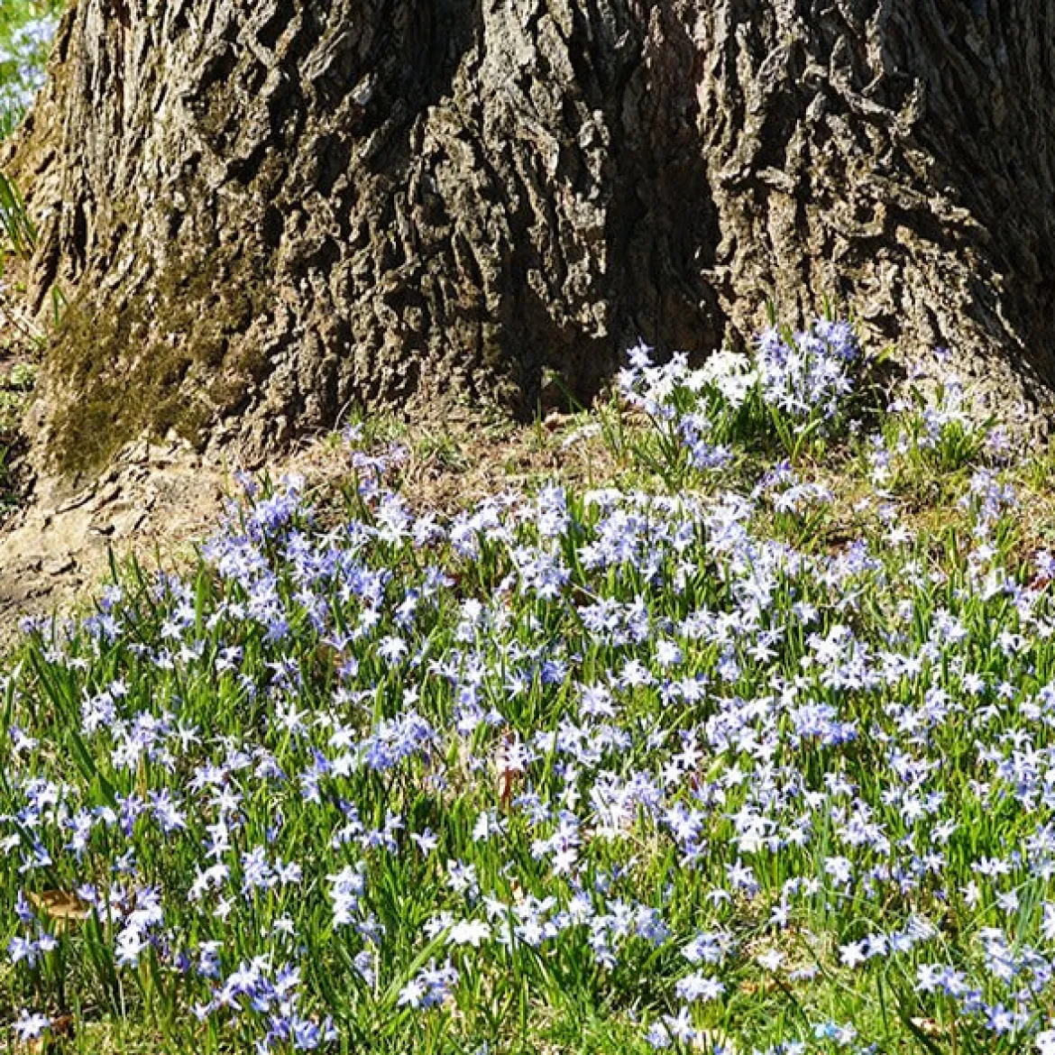 10 Gloires des neiges bleue - Un tapis bleu dès mars