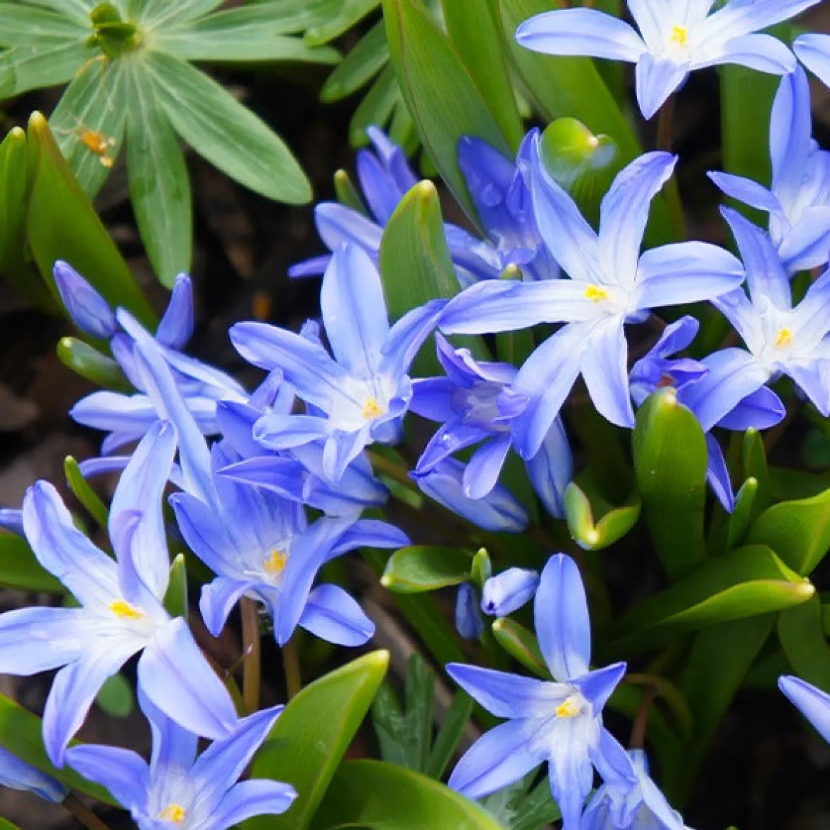 10 Gloires des neiges bleue - Un tapis bleu dès mars