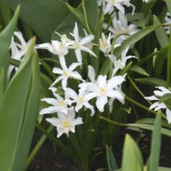 20 Gloires des neiges Luciliae Alba - Un tapis blanc dès mars