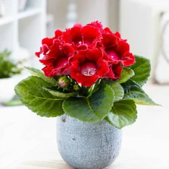 Gloxinia des fleuristes rouge - Fleurs velours rouge intense
