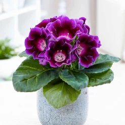 Gloxinia des fleuristes violet - Des fleurs velours au salon