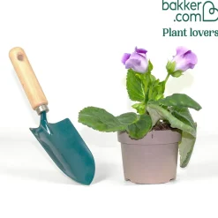 Gloxinia des fleuristes violet - Des fleurs velours au salon