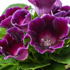 Gloxinia des fleuristes violet - Des fleurs velours au salon