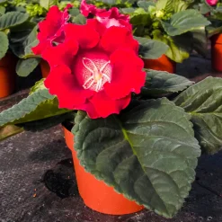 Gloxinia Etoile de feu - Des fleurs velours toute l'été