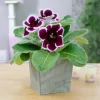 Gloxinia Kaiser Wilhelm - Des fleurs velours toute l'été