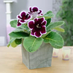 Gloxinia Kaiser Wilhelm - Des fleurs velours toute l'été