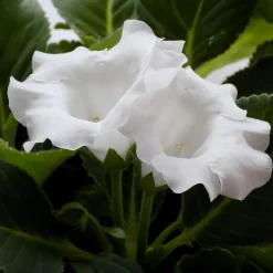 Gloxinia Mont Blanc - Fleurs velours, effet waouh