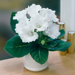 Gloxinia Mont Blanc - Fleurs velours, effet waouh