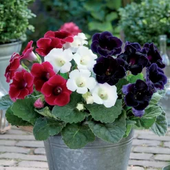3 Gloxinias rouge, blanc, bleu en mélange - Le velours qui fleurit chez vous