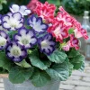 2 Gloxinias tachetés en mélange - La fleur velours qui épate