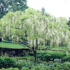 Glycine blanche sur tige - Cascade de fleurs immédiate