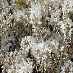 Glycine blanche sur tige - Cascade de fleurs immédiate