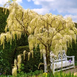 Glycine blanche sur tige - Cascade de fleurs immédiate