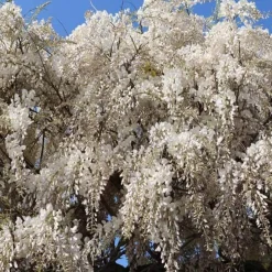 Glycine blanche sur tige - Cascade de fleurs immédiate