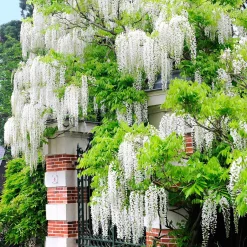 Glycine blanche - Une cascade blanche parfumée