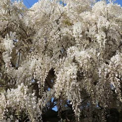 Glycine blanche - Une cascade blanche parfumée
