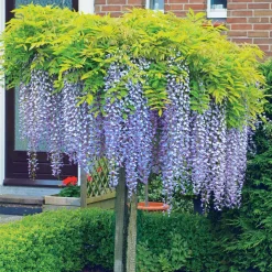 Glycine bleue sur tige - Un arbre fleuri prêt à planter