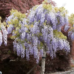 Glycine bleue sur tige - Un arbre fleuri prêt à planter