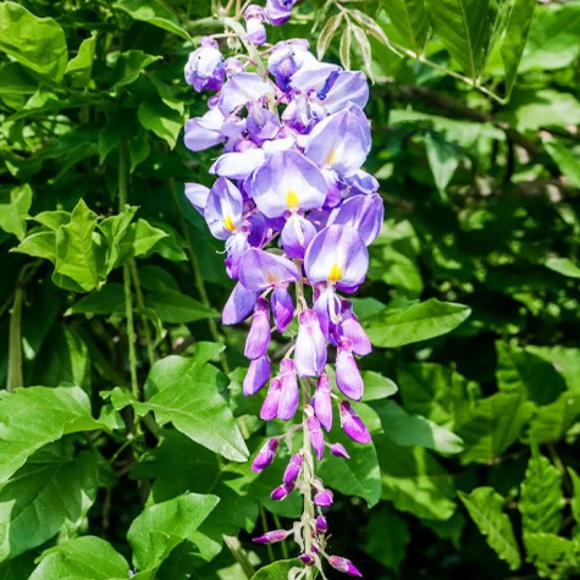 Glycine bleue sur tige - Un arbre fleuri prêt à planter