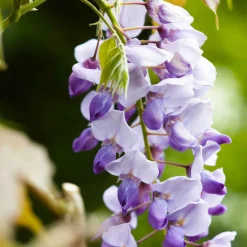 Glycine de Chine 'Caroline' - Cascade de fleurs parfumées