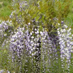 Glycine de Chine 'Caroline' - Cascade de fleurs parfumées