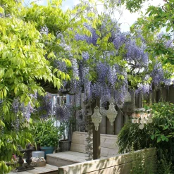 Glycine de Chine 'Caroline' - Cascade de fleurs parfumées