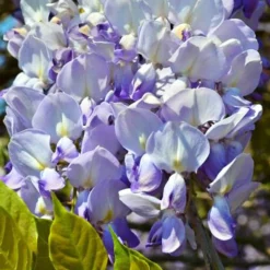 Glycine de Chine 'Caroline' - Cascade de fleurs parfumées