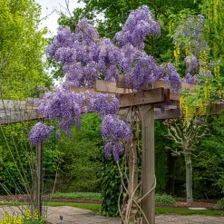 Glycine de Chine 'Prolific' - Une cascade de fleurs bleues
